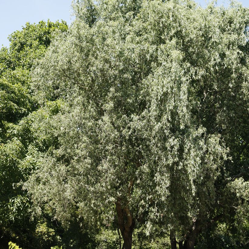 Saule blanc tortueux - Salix alba Dart's Snake (Porte)