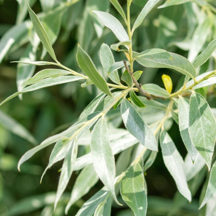 Salix alba Liempde - Sauce blanco (Follaje)