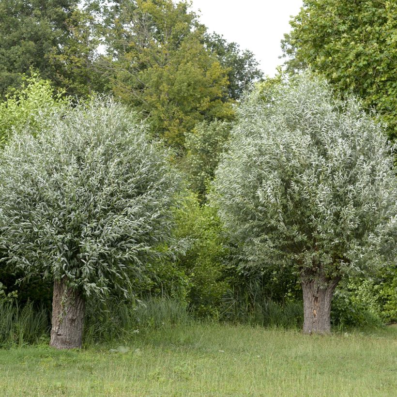 Salix alba Liempde - Sauce blanco (Porte)