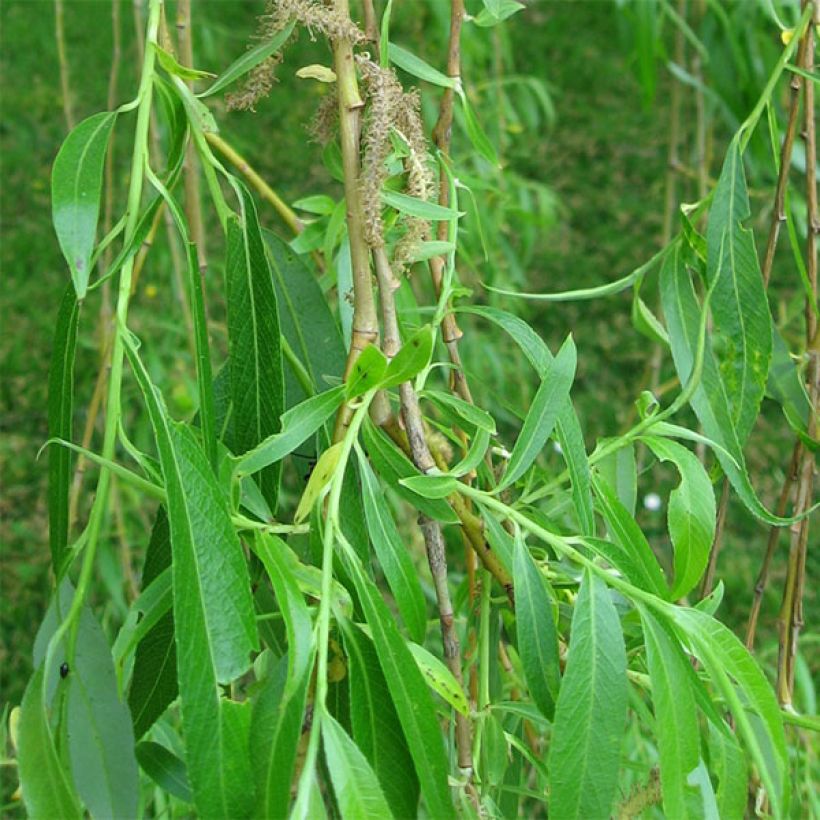 Salix alba Tristis - Sauce blanco llorón (Follaje)