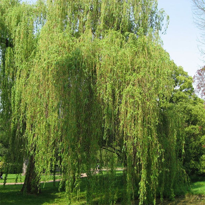 Salix alba Tristis - Sauce blanco llorón (Porte)