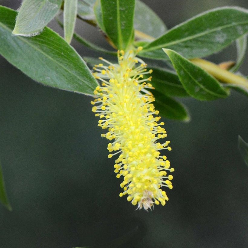 Salix alba var. Vitellina - Sauce blanco (Floración)