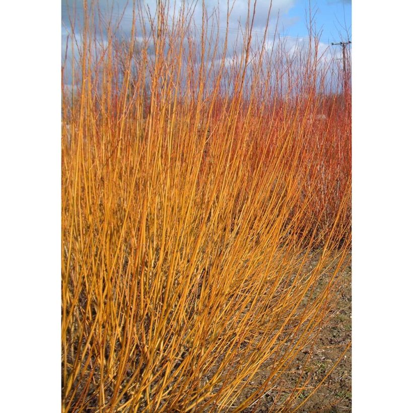 Salix alba var. Vitellina - Sauce blanco (Porte)