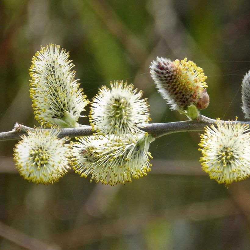 Salix caprea - Sauce cabruno (Floración)