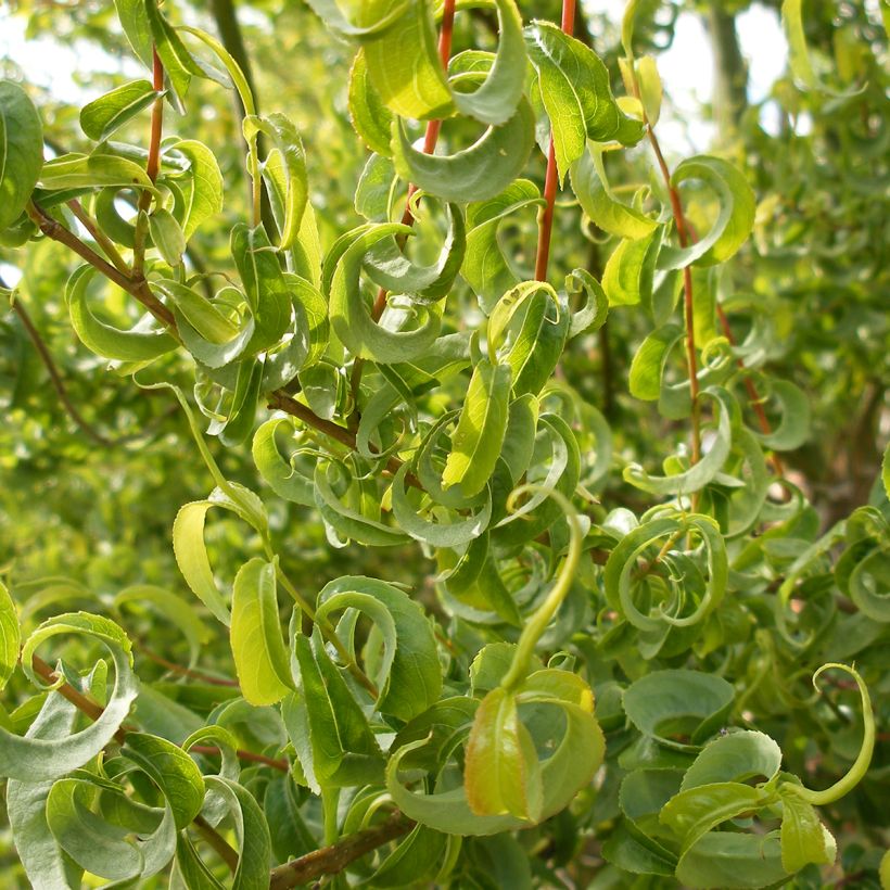 Salix caprea Curly Locks - Sauce cabruno llorón (Follaje)