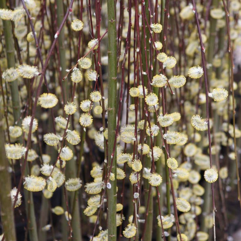 Salix caprea Kilmarnock - Sauce cabruno llorón (Floración)