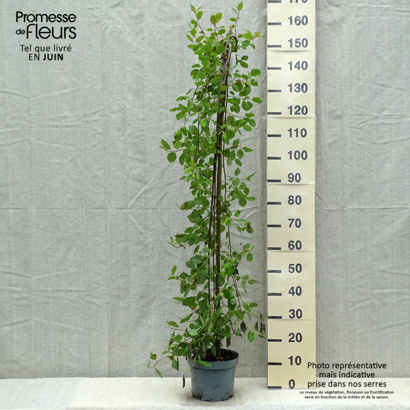 Salix caprea Kilmarnock - Sauce cabruno llorón Maceta 4L/5LAltura de entrega aprox. 80/130cm Ejemplar entregado en la primavera