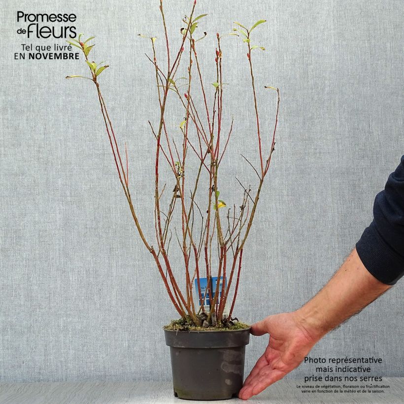 Ejemplar de Salix chaenomeloides Mount Aso en pot de 2/3L - Saule japonais entregado en otoño