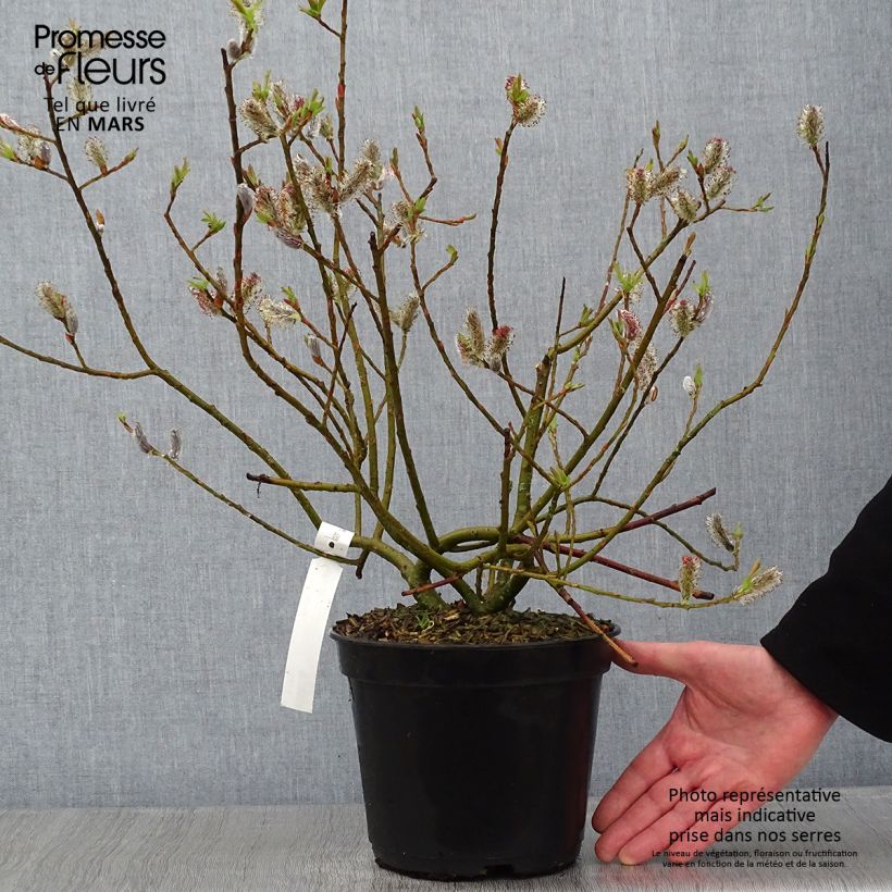 Salix chaenomeloides Mount Aso en pot de 5L - Saule japonais Ejemplar entregado en invierno