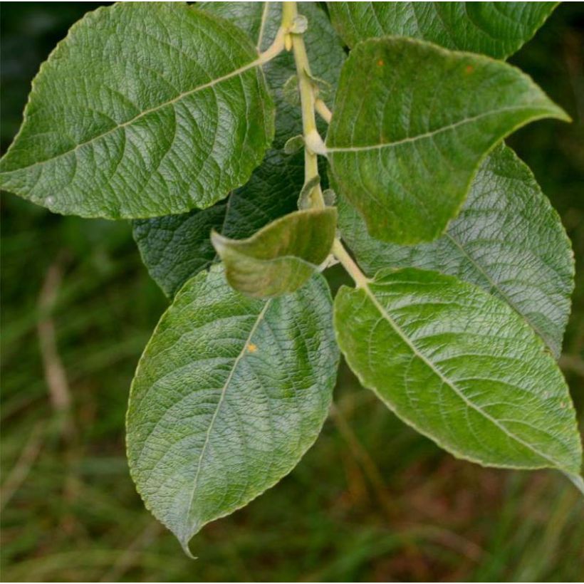 Salix cinerea - Sauce ceniciento (Follaje)