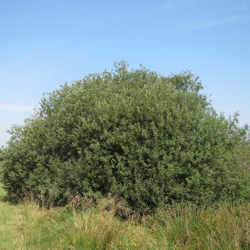 Salix cinerea - Sauce ceniciento (Porte)