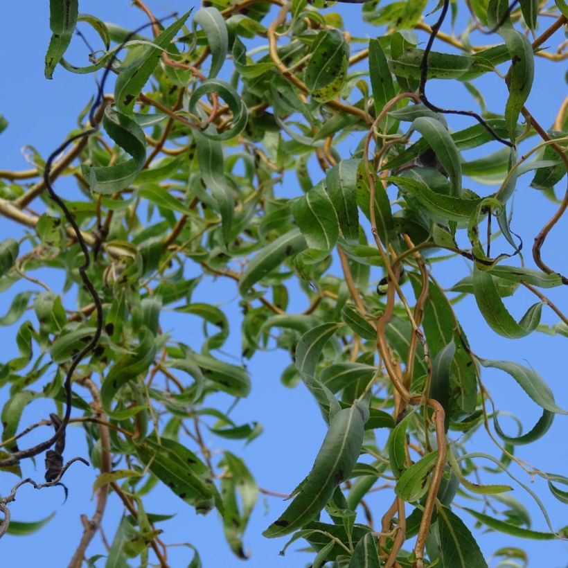 Salix erythroflexuosa - Sauce eléctrico (Follaje)