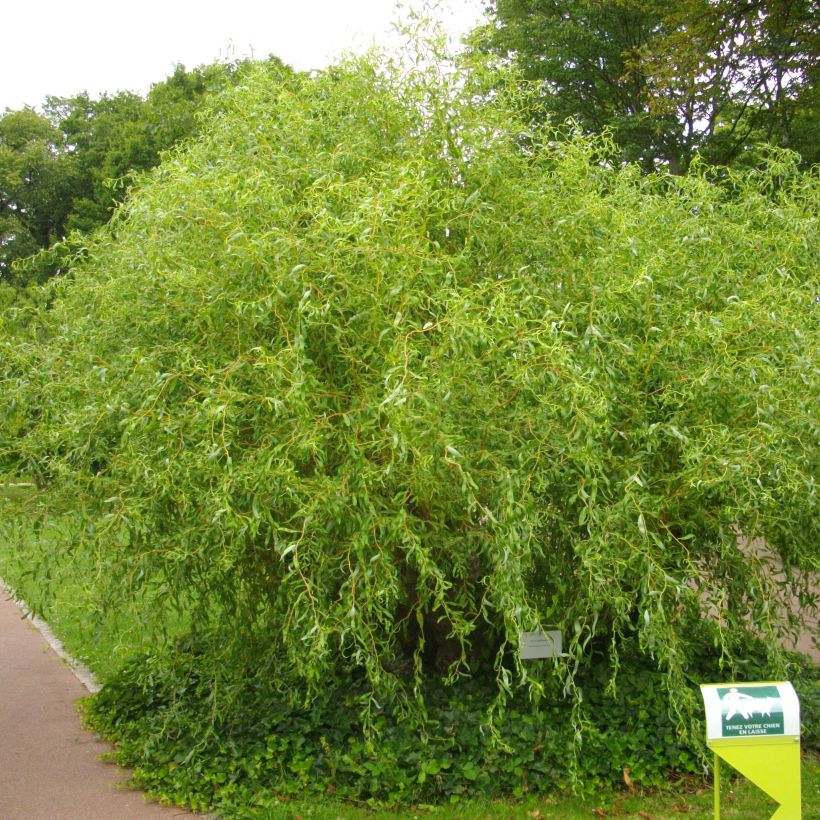 Salix erythroflexuosa - Sauce eléctrico (Porte)