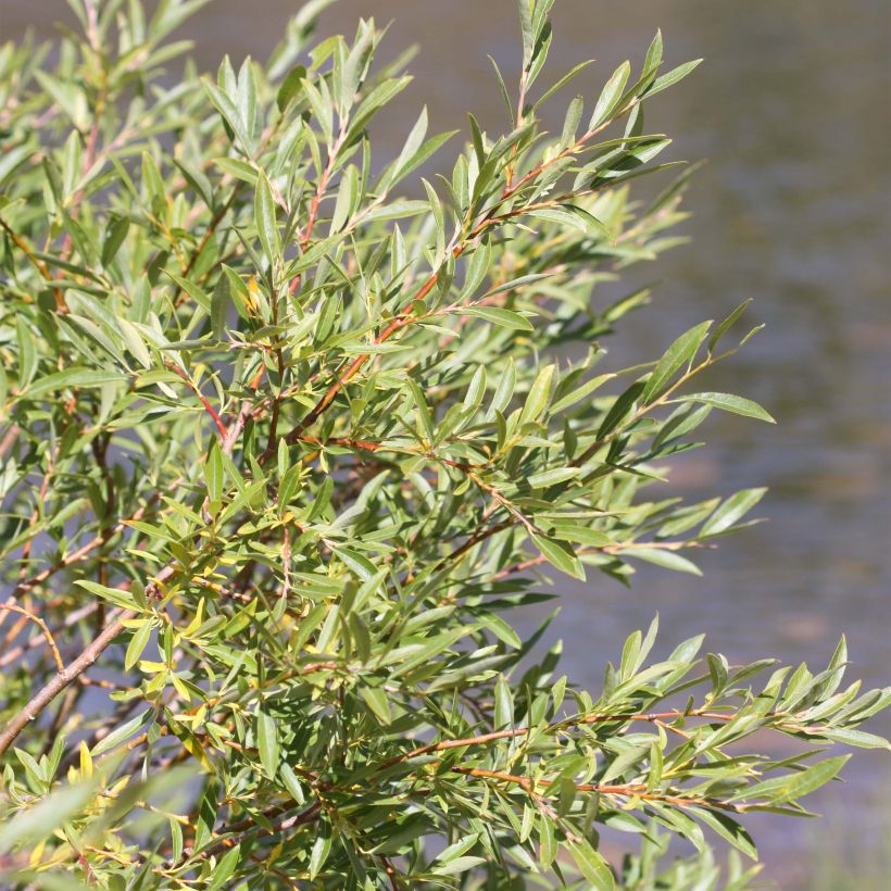 Salix exigua - Sauce de hojas angostas (Follaje)