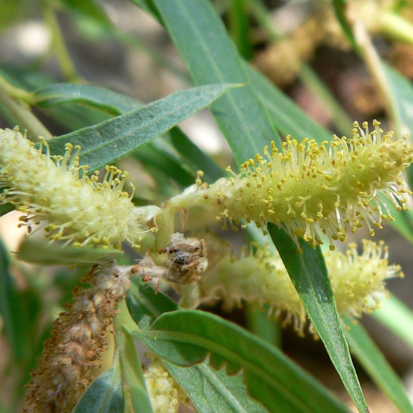 Salix exigua - Sauce de hojas angostas (Floración)