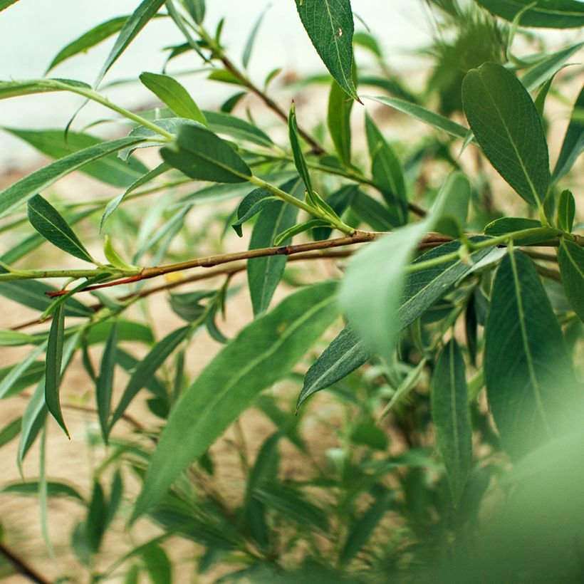 Salix fragilis - Mimbrera frágil (Follaje)