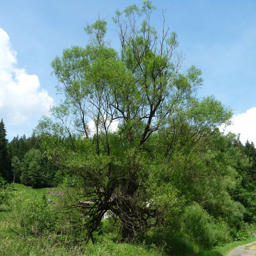 Salix fragilis - Mimbrera frágil (Porte)