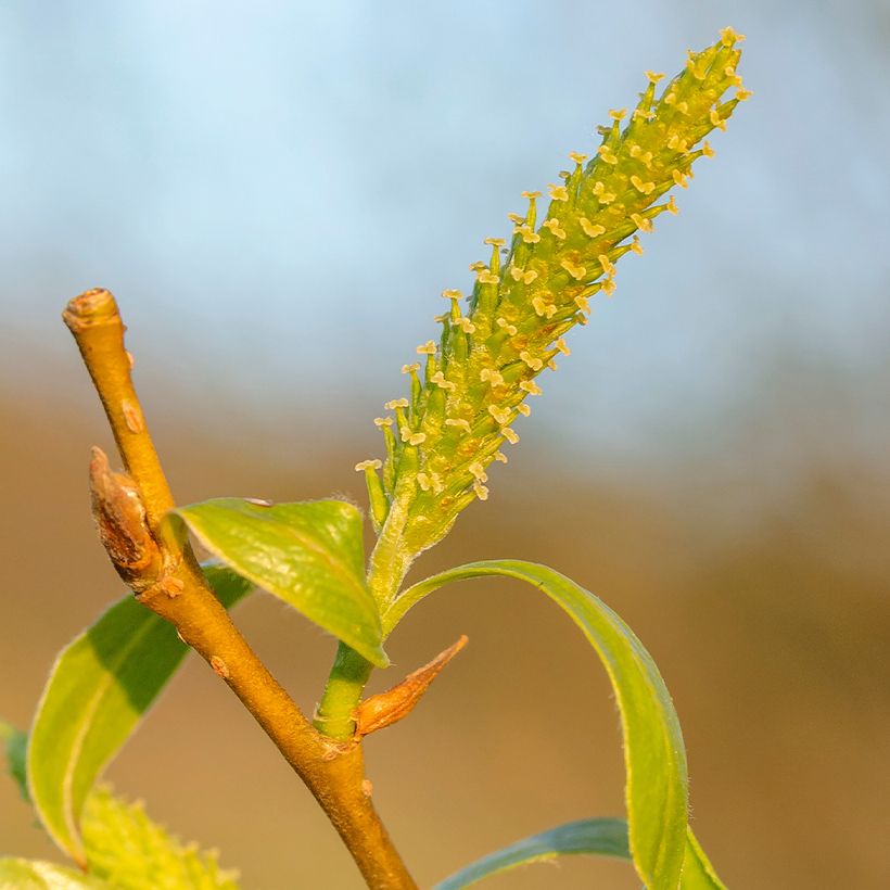 Salix fragilis - Mimbrera frágil (Floración)