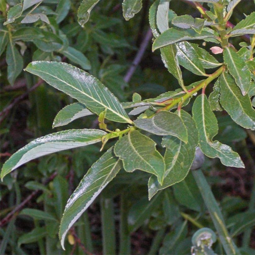 Salix gracilistyla - Sauce (Follaje)