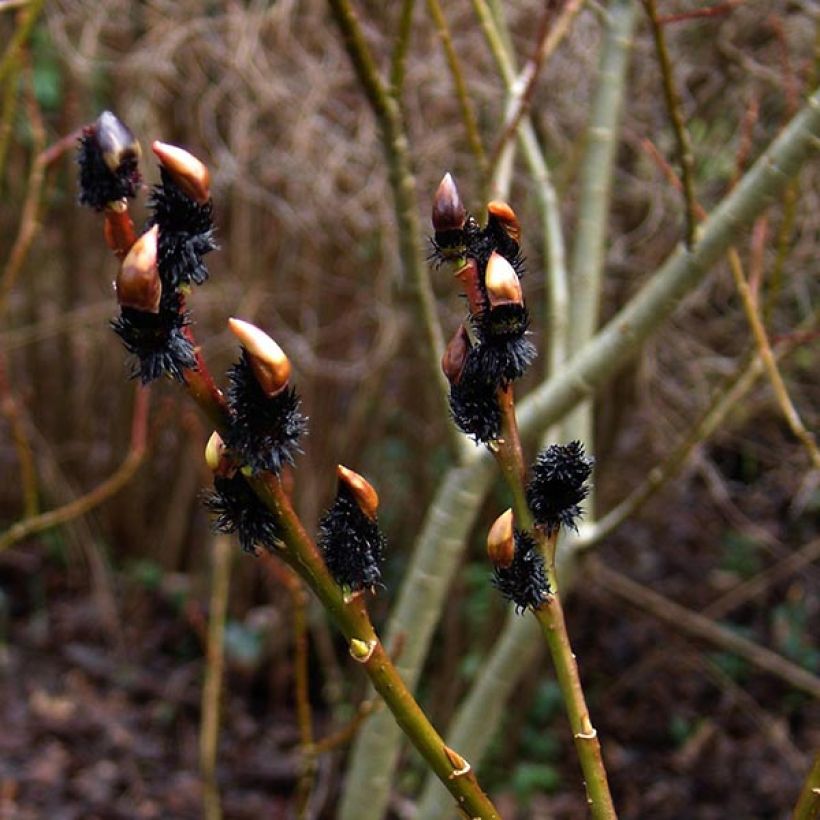 Salix gracilistyla - Sauce (Floración)