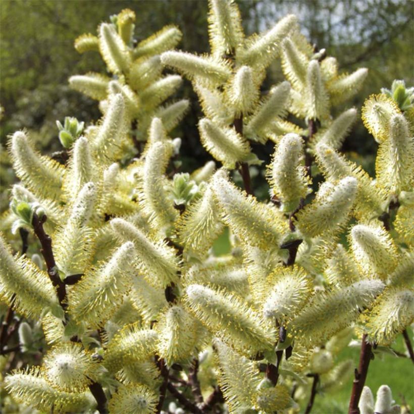 Salix hastata Wehrhahnii - Sauce hastado (Floración)