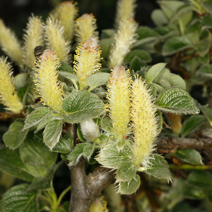 Saule rampant des îles Kouriles -Salix kurilensis (Floración)