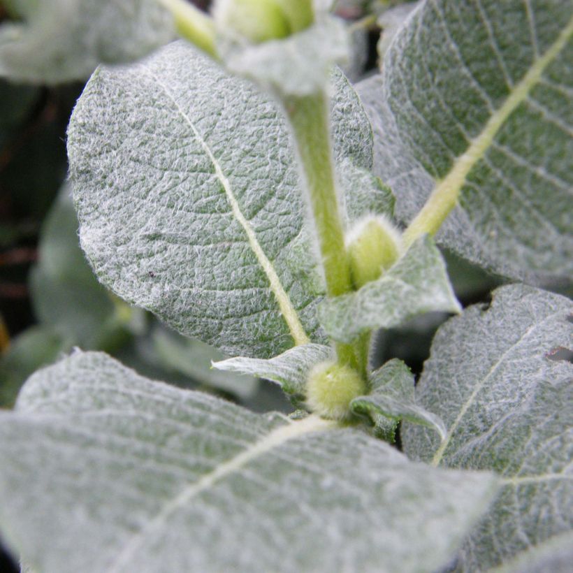 Salix lanata - Sauce (Follaje)