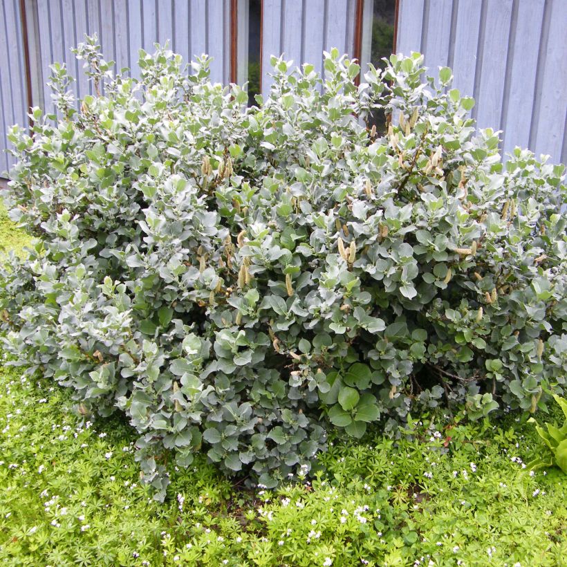 Salix lanata - Sauce (Porte)