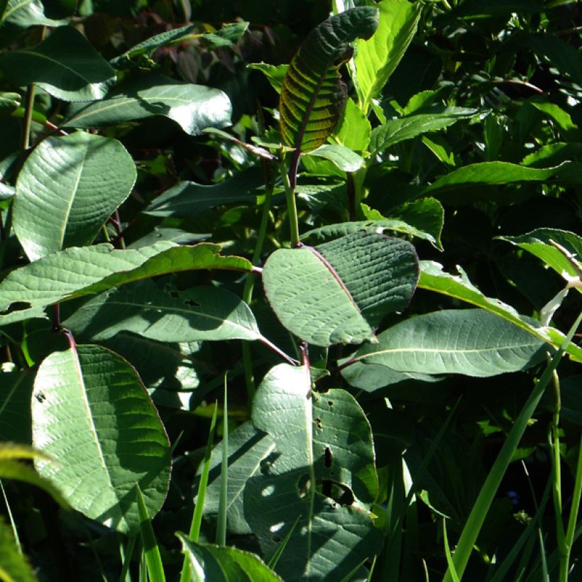 Salix magnifica - Sauce (Follaje)