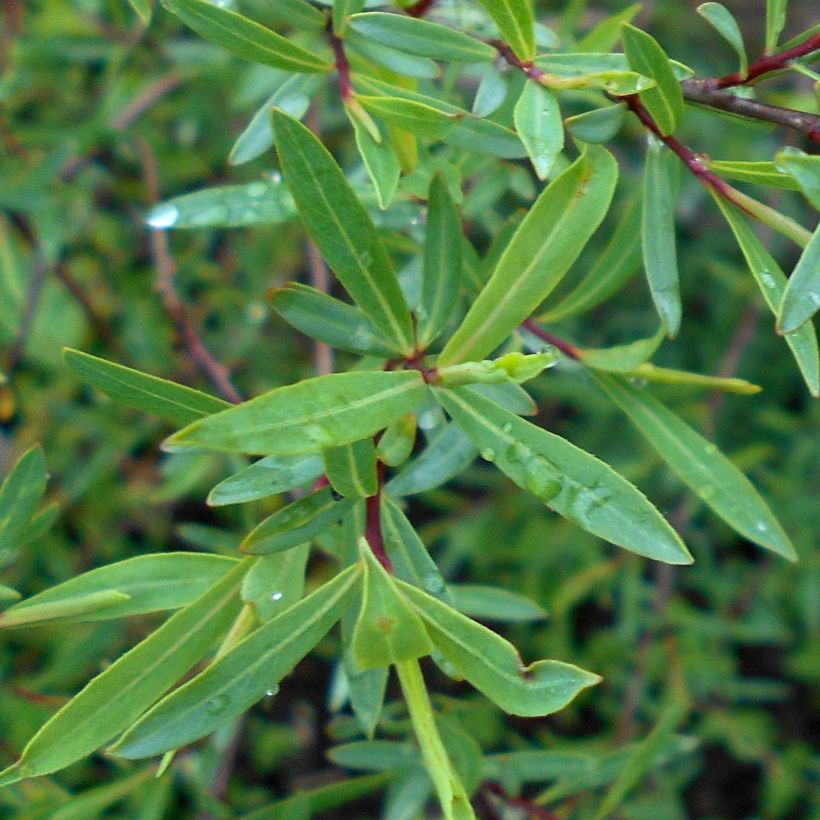 Salix purpurea Nana - Mimbrera púrpura (Follaje)