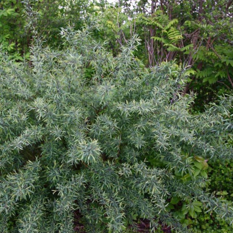 Salix purpurea Nana - Mimbrera púrpura (Porte)