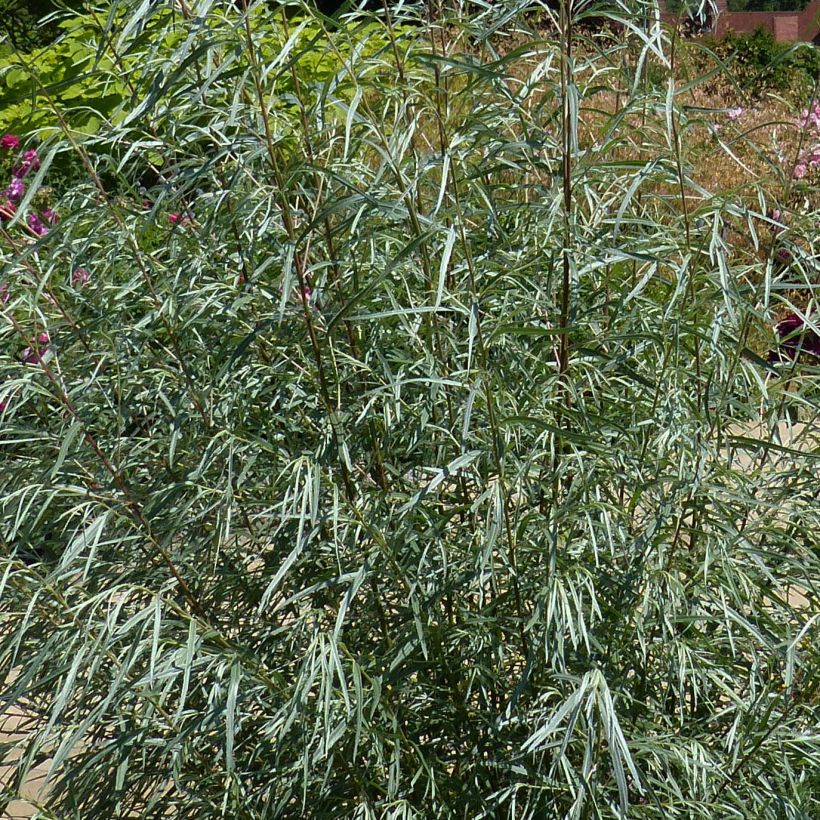 Salix rosmarinifolia - Sauce de hojas de romero (Follaje)