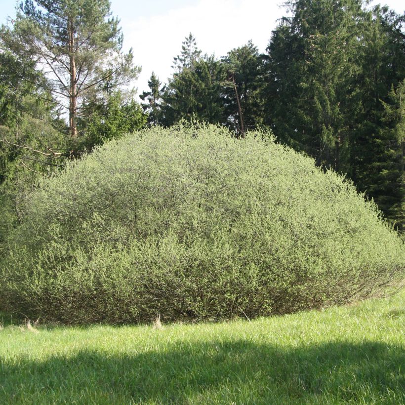 Salix rosmarinifolia - Sauce de hojas de romero (Porte)