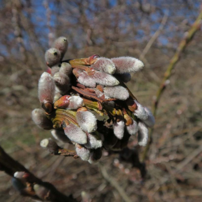 Salix sachalinensis Sekka - Sauce (Floración)