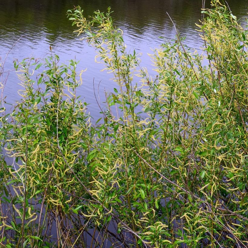 Salix triandra - Mimbrera oscura​ (Porte)