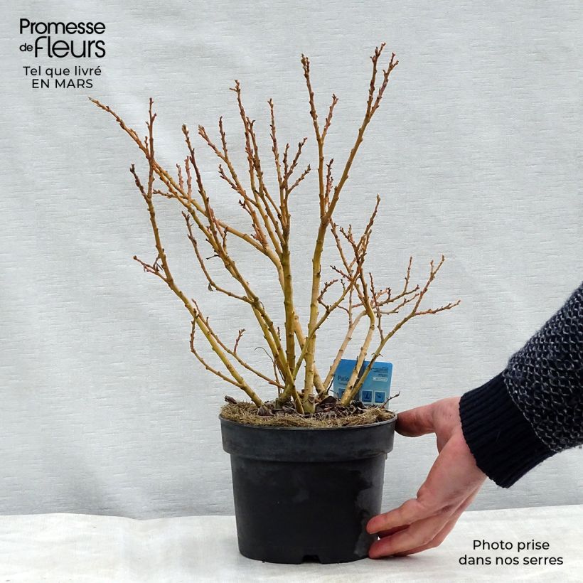 Salix (x) tetrapla - Saule Pot de 2L/3L Ejemplar entregado en invierno