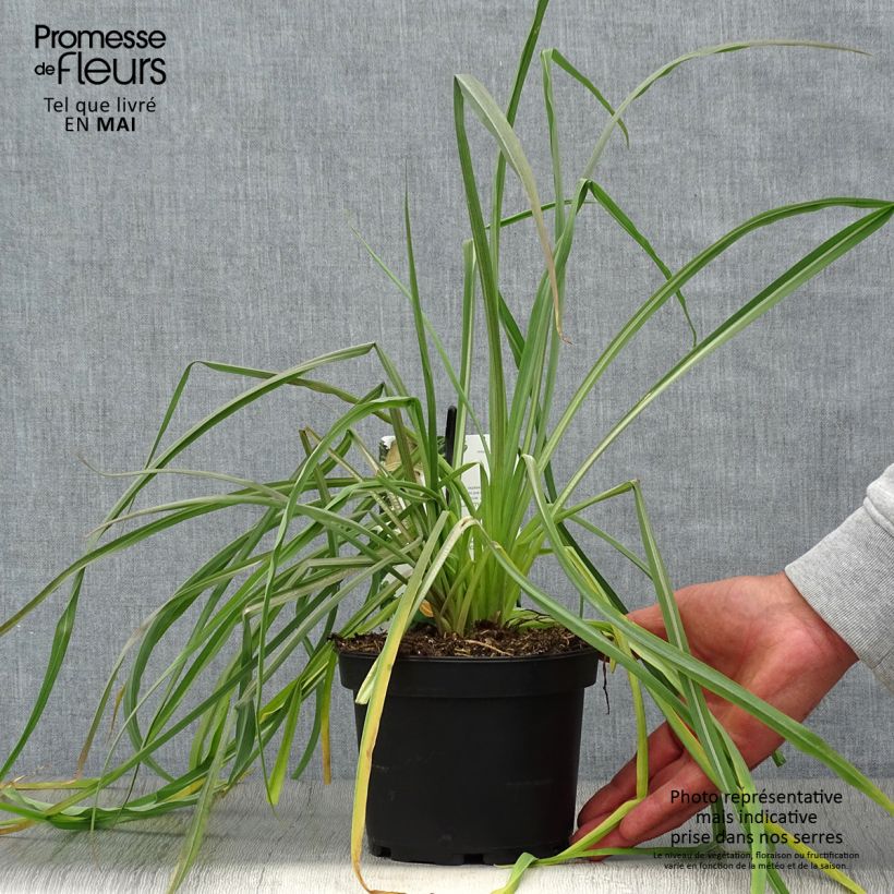 Salsifí - Tragopogon porrifolius Maceta 1,5L/2L Ejemplar entregado en la primavera