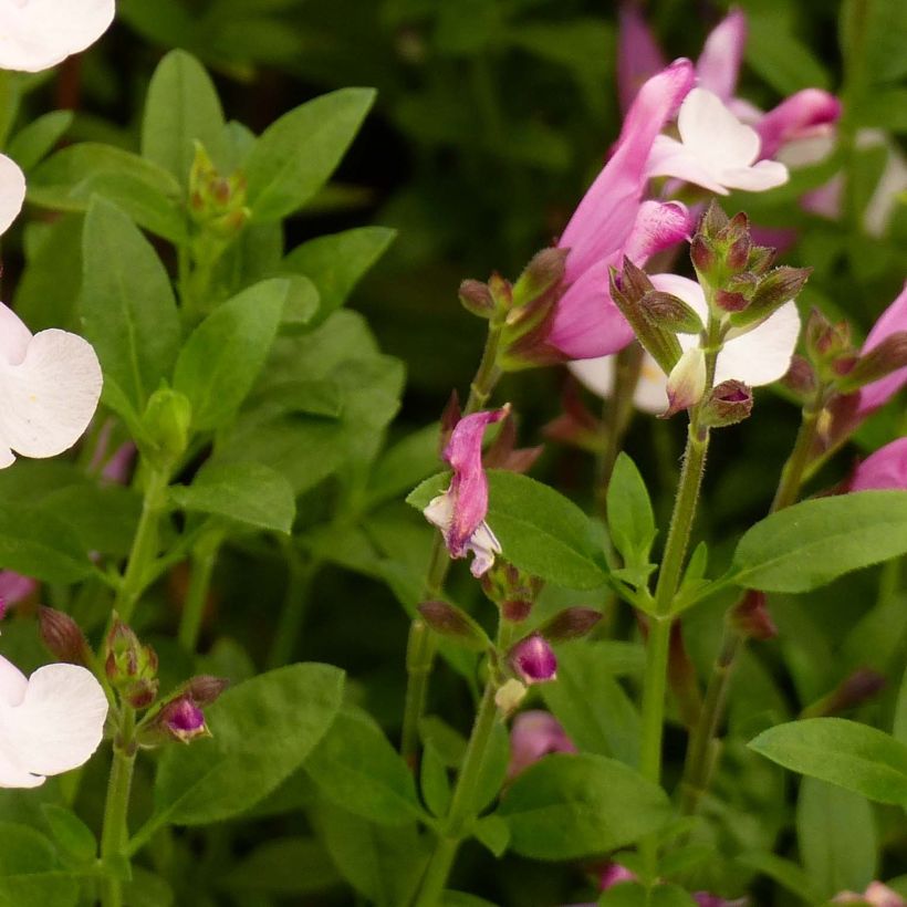 Salvia Dyson's Joy (Follaje)