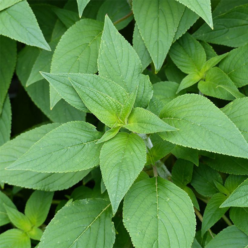 Salvia piña Ananas (Follaje)