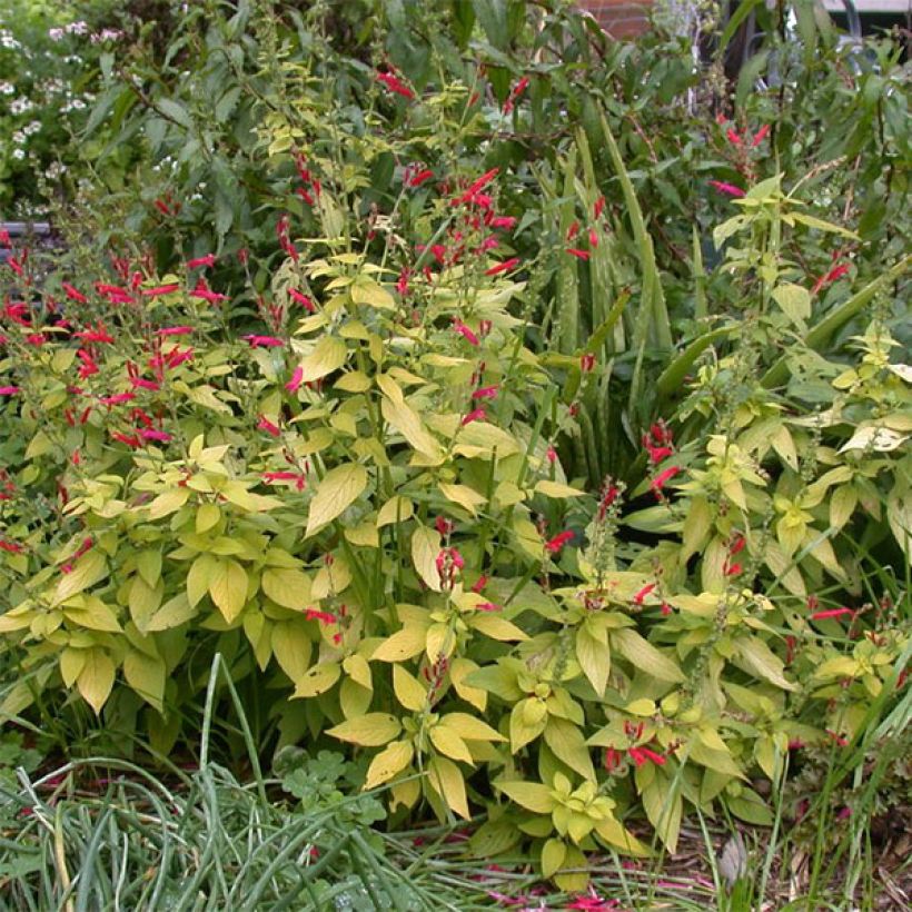 Salvia piña Golden Delicious (Porte)