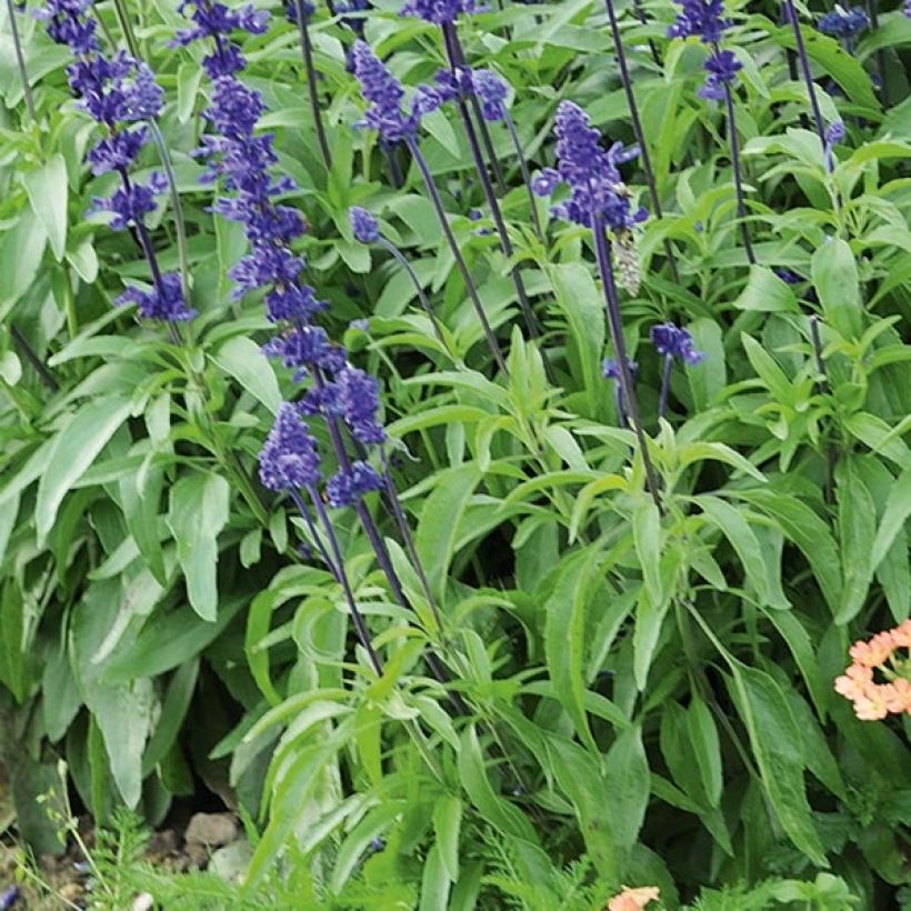 Salvia farinacea Saga bleue - Salvia azul (Follaje)