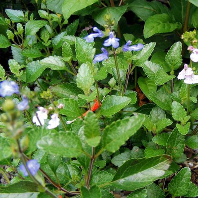 Salvia forreri (Follaje)