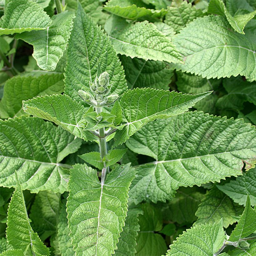 Salvia glutinosa (Follaje)