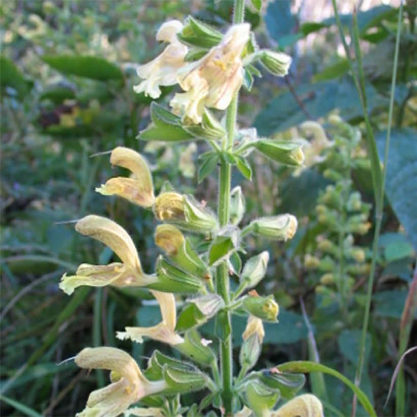 Salvia glutinosa (Floración)