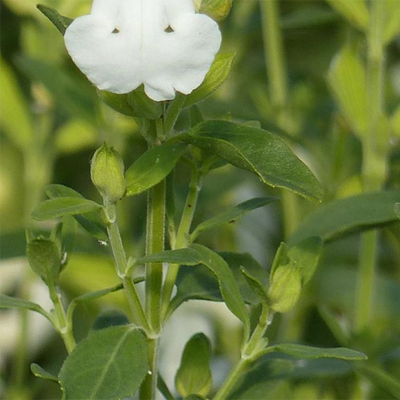 Salvia greggii Alba - Salvia de otoño (Follaje)