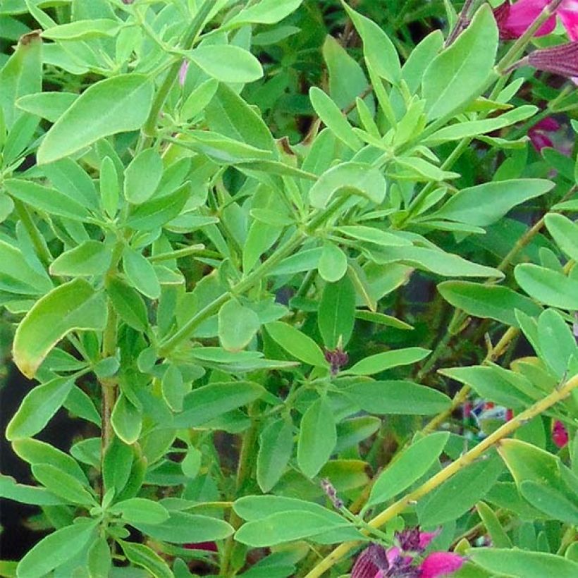 Salvia greggii Icing Sugar - Salvia de otoño (Follaje)