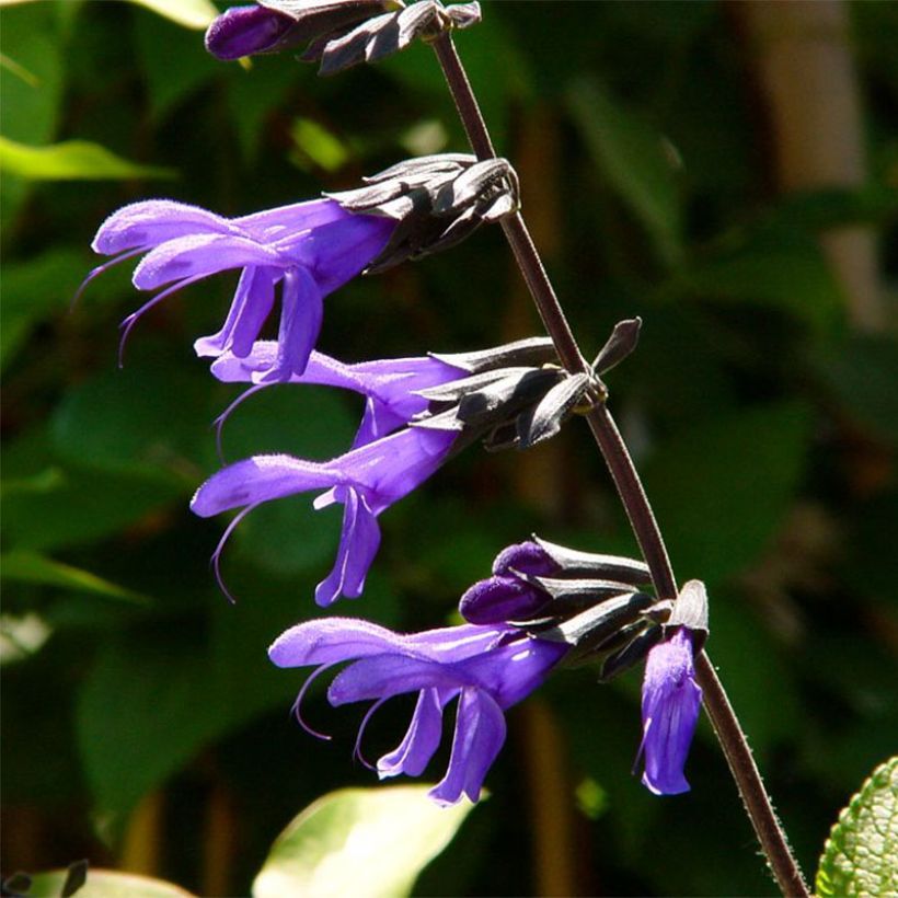 Salvia guaranitica Black and Blue - Salvia azul (Floración)