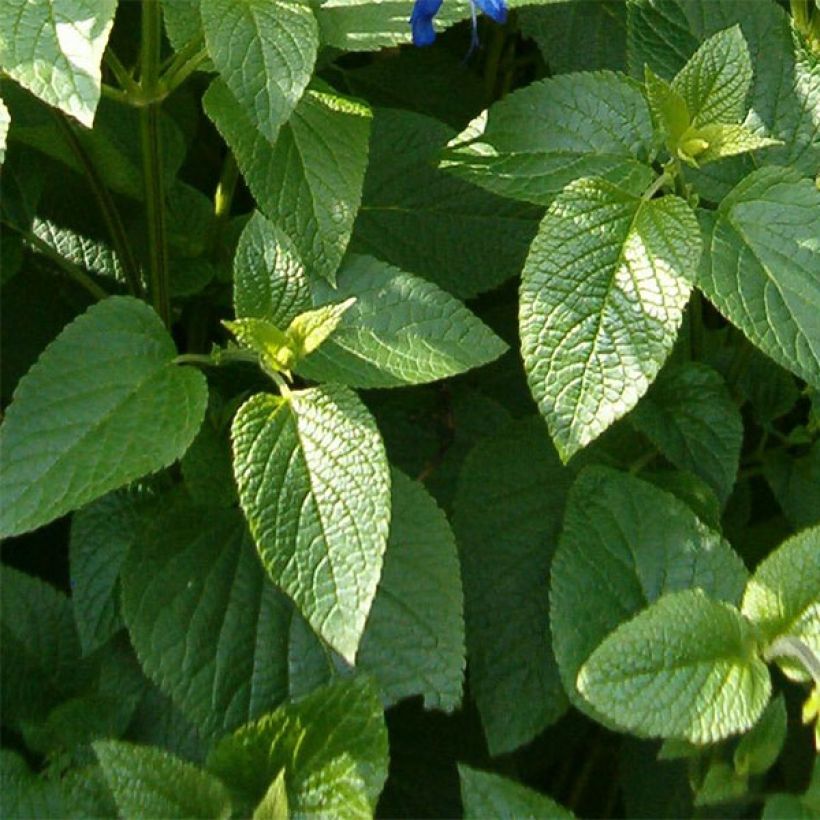 Salvia guaranitica Black and Blue - Salvia azul (Follaje)