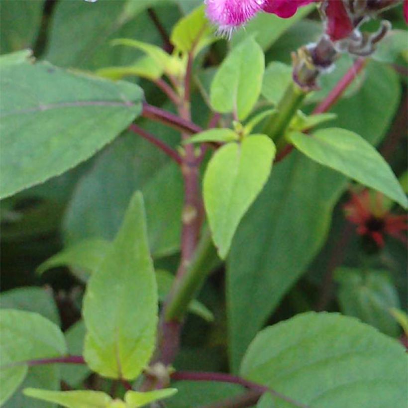 Salvia involucrata Bethelii (Follaje)