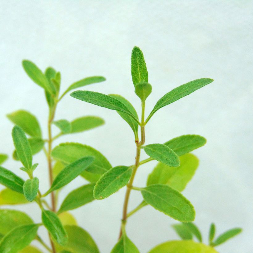 Salvia jamensis Violette de Loire (Follaje)